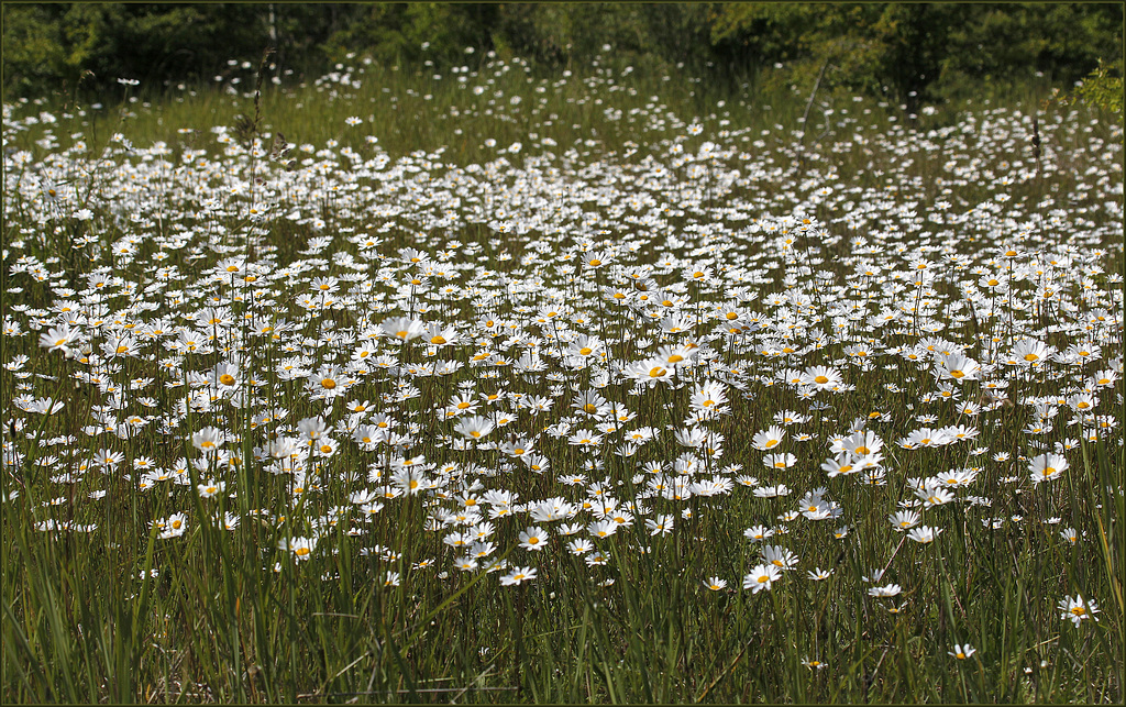 Marguerites