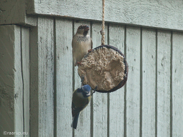 Blue Tit and Sparrow feeding, 3