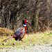 A pheasant on the lookout for a hen