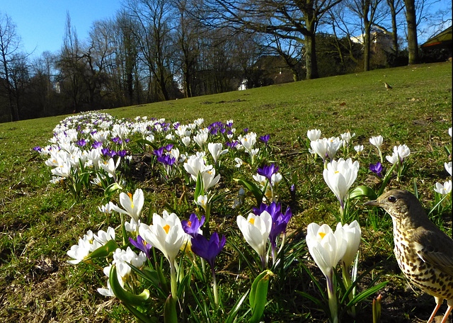 ************Nun ist er da, der Frühling!************