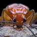 Cardinal Beetle Portrait