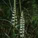 Spiranthes odorata (Fragrant Ladies'-tresses orchid)