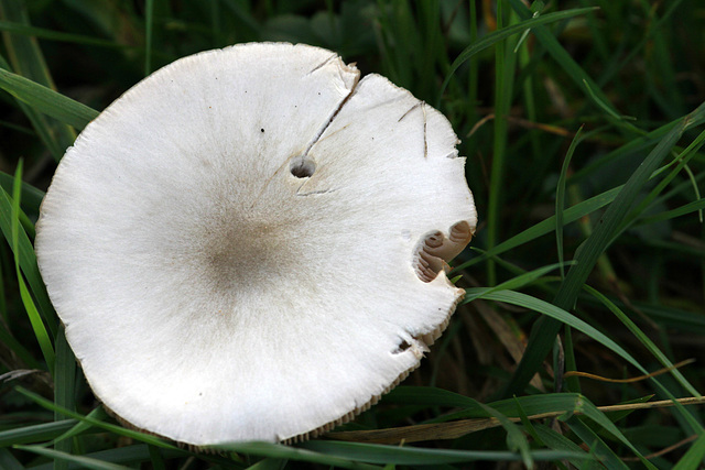 Champignon mangé