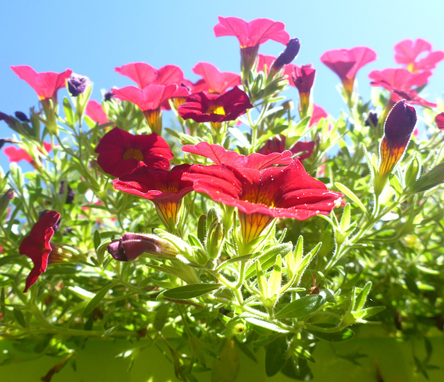 Rot grün blau