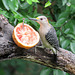 Day 6, Golden-fronted Woodpecker female