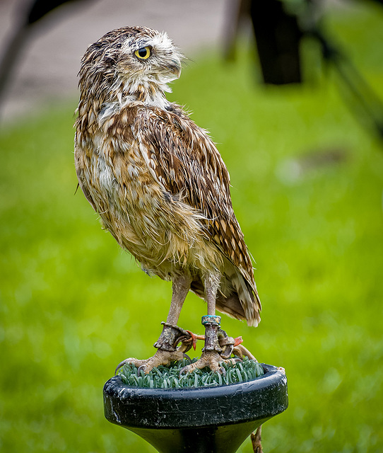 Cheshire falconry26