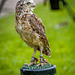 Cheshire falconry26