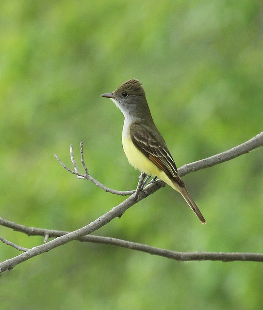 tyran huppé / great crested flycatcher