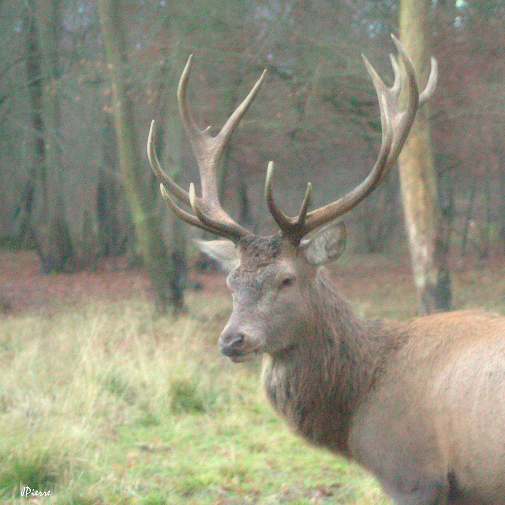 Portrait de cerf