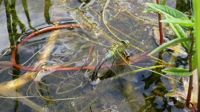 Dragonfly laying eggs