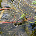 Dragonfly laying eggs