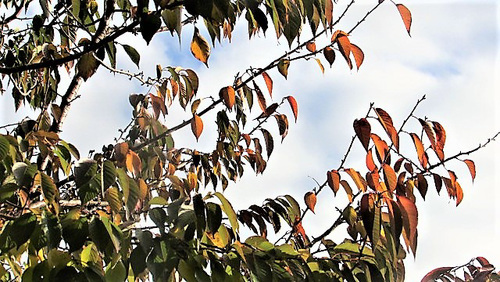 Last Autumn's Leaves.