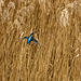 Kingfisher flying to its perch at the top of the reeds