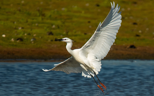 Little egret