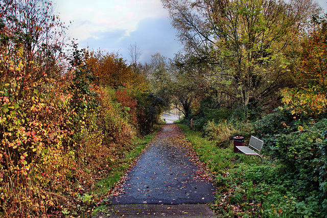 Weg auf dem Tippelsberg (Bochum-Riemke) / 11.11.2023