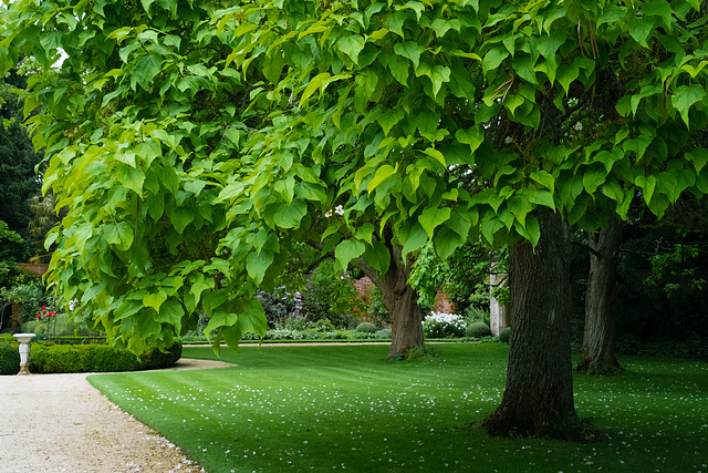 Indian Bean Trees in Full Leaf