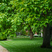 Indian Bean Trees in Full Leaf