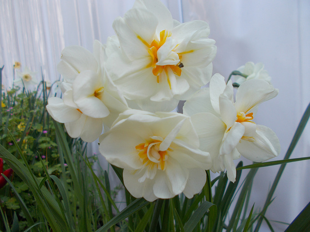 SoS[25] - Foxfield daffs {6 of 6 }