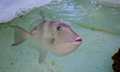 Triggerfish