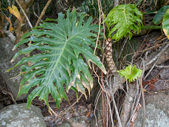 DSCN1239 - banana-imbé Philodendron bipinnatifidum (ex-selloum), Araceae