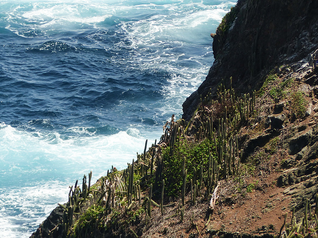 Cacti, cliff and churning sea, Little Tobago