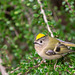 The orchard Goldcrest