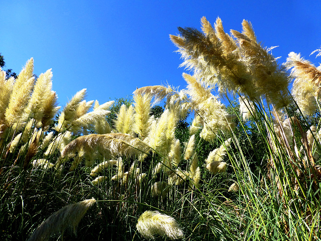 HR - Brijuni - Mediterranean Garden