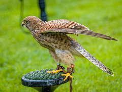 Cheshire falconry27