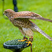 Cheshire falconry27