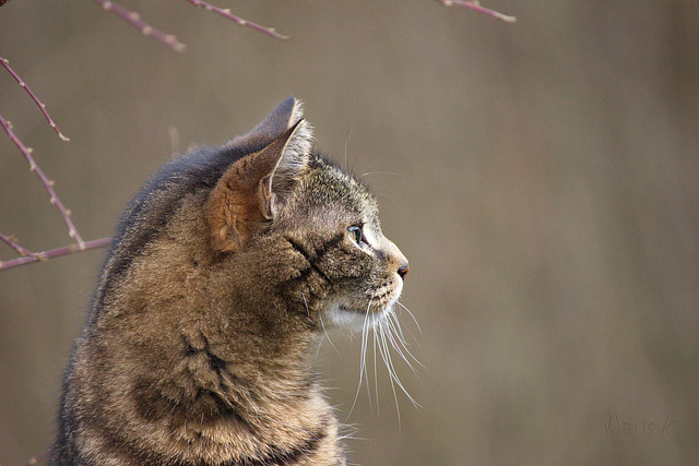 Kater Felix