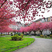 Japanische Kirschblüte am Alexianerplatz in Krefeld, Germany