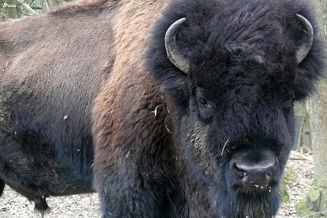 Bison d'Amérique