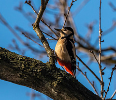 Great spotted woodpecker