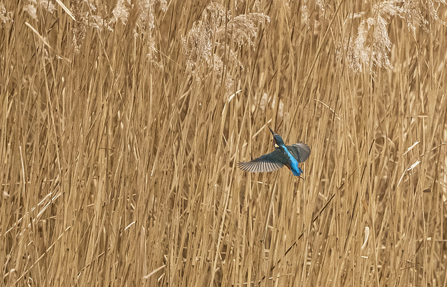 Kingfisher returning from a dive