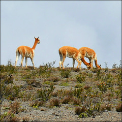 Vicuñas.