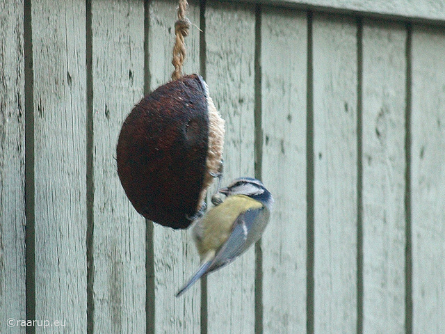 Blue Tit feeding, 1