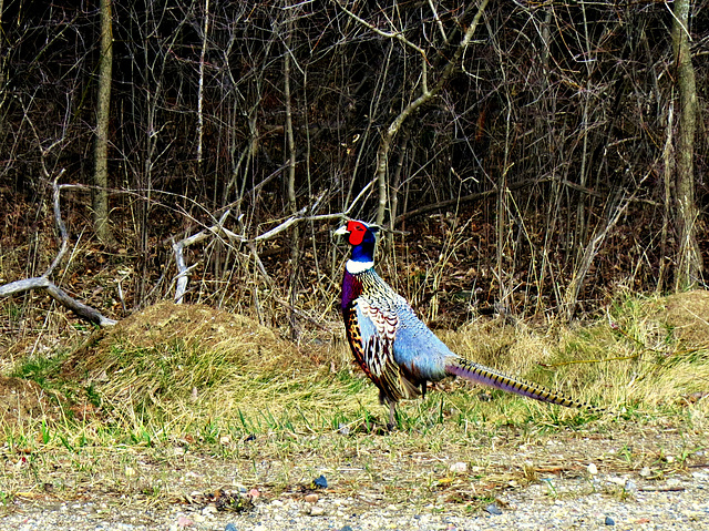 A pheasant on the lookout for a hen