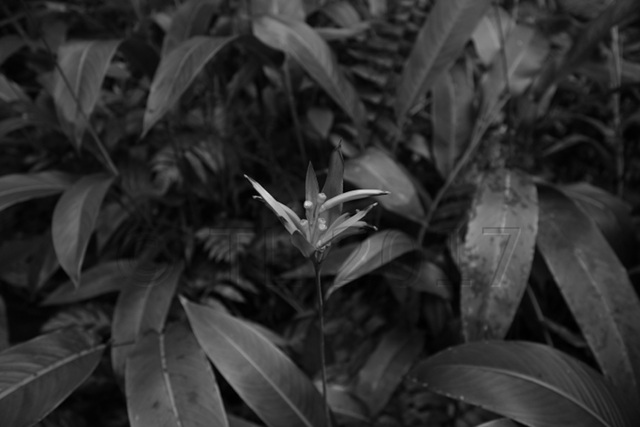 Parakeet Heliconia (Heliconia psittacorum)