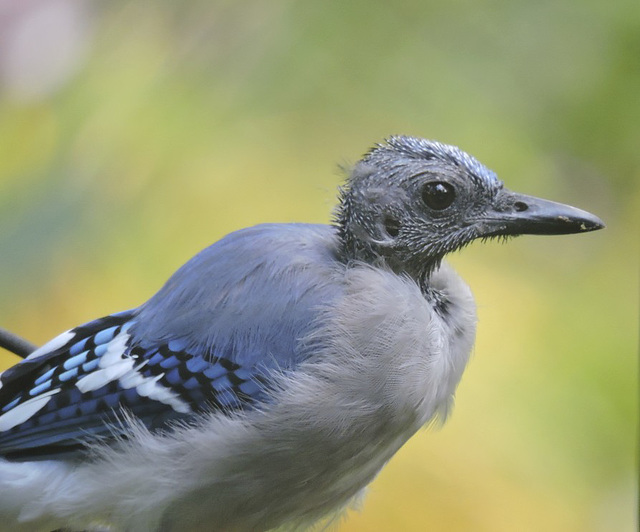 Blue Jays