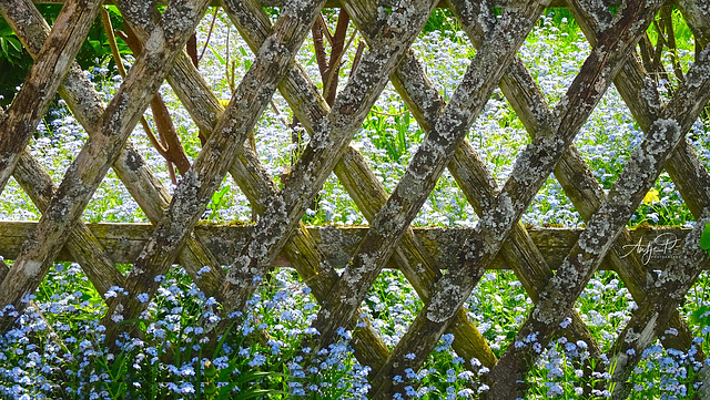 Happy forget-me-not fence Friday