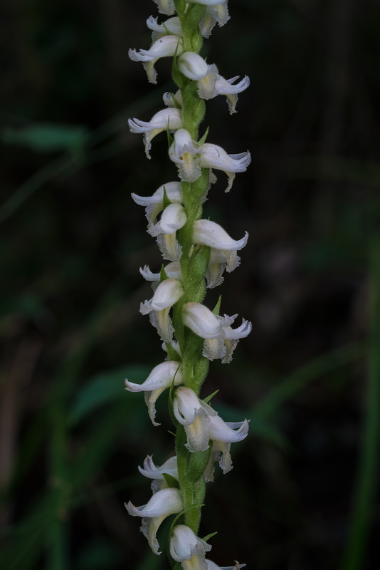 Spiranthes odorata (Fragrant Ladies'-tresses orchid)