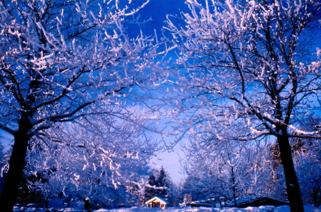 Winter color