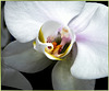 Sundays Orchid... ©UdoSm
