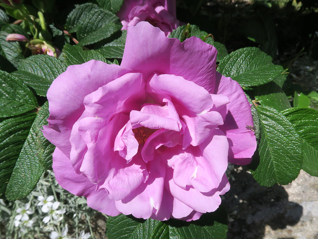 Rose de Saint-Julien, Ardèche (France)