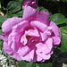 Rose de Saint-Julien, Ardèche (France)