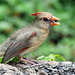 Day 6, Cardinal female