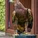 Cheshire falconry28