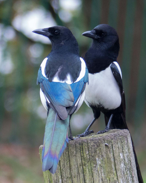 Magpies posing  v5
