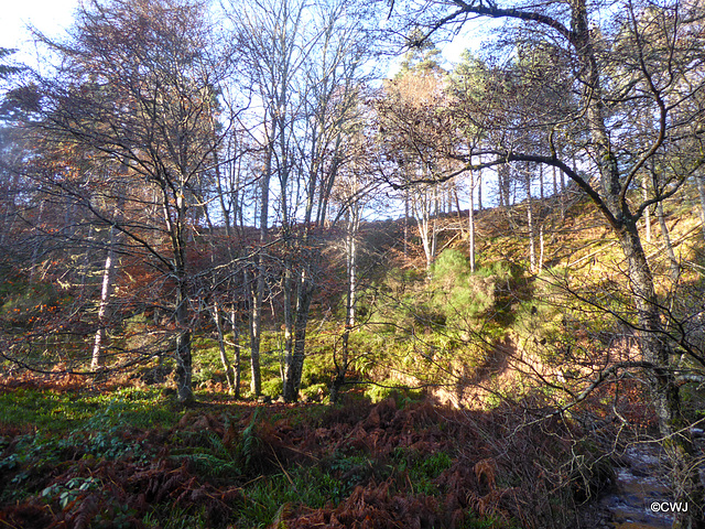 By the Altyre Burn