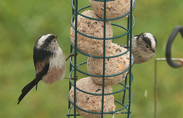 Long Tailed Tit